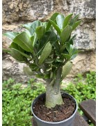 ARRIVAGE : Baobab chacal (adenium obesum) de 4 ans