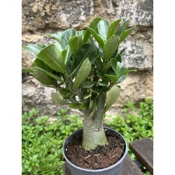 ARRIVAGE : Baobab chacal (adenium obesum) de 4 ans