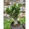 ARRIVAGE : Baobab chacal (adenium obesum) de 4 ans