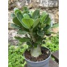 ARRIVAGE : Baobab chacal (adenium obesum) de 4 ans