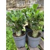 ARRIVAGE : Baobab chacal (adenium obesum) de 4 ans