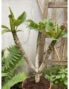 Rare ! Frangipanier "Mystique" - 3 branches en boutons