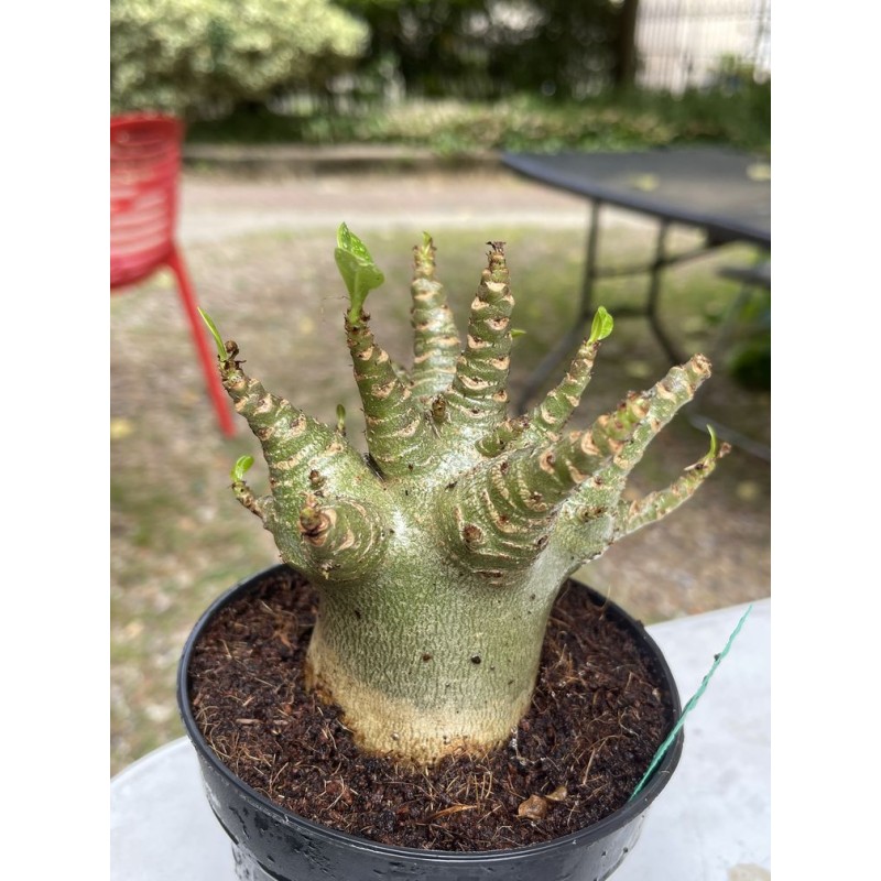 Baobab chacal (adenium arabicum) de 4 ans - AR1 Baobab chacal (adenium arabicum) de 4 ans - AR1