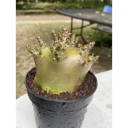 Baobab chacal (adenium arabicum) de 4 ans - AR2