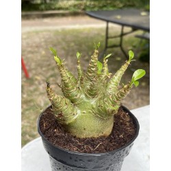 Baobab chacal (adenium arabicum) de 4 ans - AR3