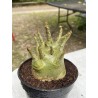 Baobab chacal (adenium arabicum) de 4 ans - AR4