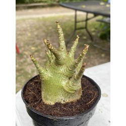 Baobab chacal (adenium arabicum) de 4 ans - AR4