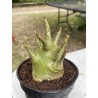 Baobab chacal (adenium arabicum) de 4 ans - AR4