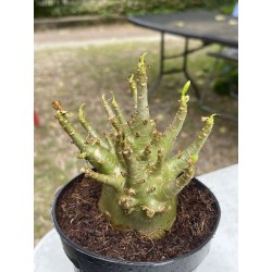 Baobab chacal (adenium arabicum) de 4 ans - AR5