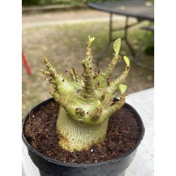 Baobab chacal (adenium arabicum) de 4 ans - AR6
