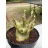 Baobab chacal (adenium arabicum) de 4 ans - AR6