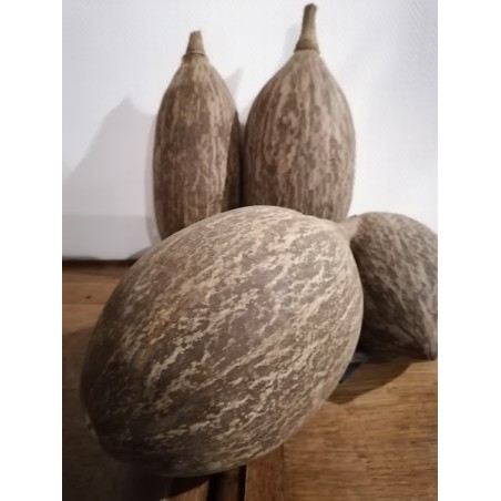2 gros fruit de baobab - 30 cm