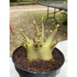 Baobab chacal (adenium arabicum) de 4 ans - AR6