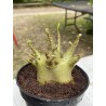 Baobab chacal (adenium arabicum) de 4 ans - AR6