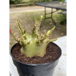 Baobab chacal (adenium arabicum) de 4 ans - AR6