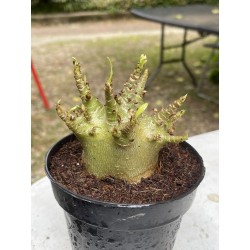 Baobab chacal (adenium arabicum) de 4 ans - AR6