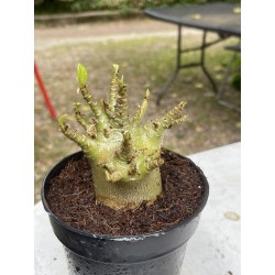 Baobab chacal (adenium arabicum) de 4 ans - AR6