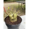 Baobab chacal (adenium arabicum) de 4 ans - AR6