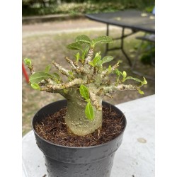 Baobab chacal (adenium arabicum) de 4 ans - AR10