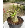 Baobab chacal (adenium arabicum) de 4 ans - AR10