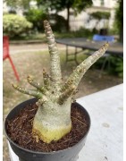 Baobab chacal (adenium arabicum) de 4 ans - AR11
