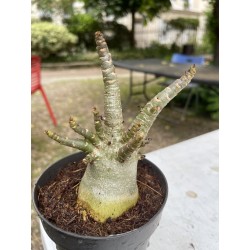 Baobab chacal (adenium arabicum) de 4 ans - AR11