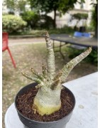 Baobab chacal (adenium arabicum) de 4 ans - AR11