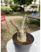 Baobab chacal (adenium arabicum) de 4 ans - AR11