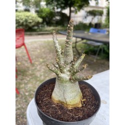 Baobab chacal (adenium arabicum) de 4 ans - AR11