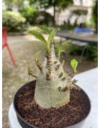 Baobab chacal (adenium arabicum) de 4 ans - AR12