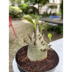 Baobab chacal (adenium arabicum) de 4 ans - AR12
