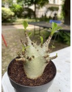 Baobab chacal (adenium arabicum) de 4 ans - AR12