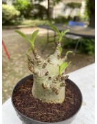 Baobab chacal (adenium arabicum) de 4 ans - AR12