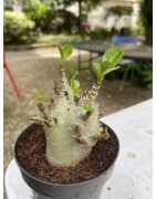 Baobab chacal (adenium arabicum) de 4 ans - AR12