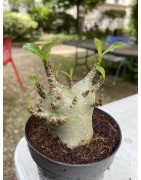 Baobab chacal (adenium arabicum) de 4 ans - AR12
