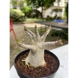 Baobab chacal (adenium arabicum) de 4 ans - AR13