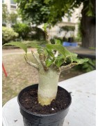 Baobab chacal (adenium arabicum) de 4 ans - AR14