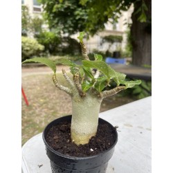 Baobab chacal (adenium arabicum) de 4 ans - AR14