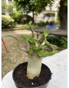 Baobab chacal (adenium arabicum) de 4 ans - AR14