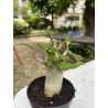 Baobab chacal (adenium arabicum) de 4 ans - AR14