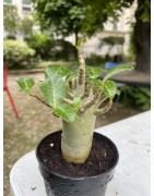 Baobab chacal (adenium arabicum) de 4 ans - AR14