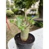 Baobab chacal (adenium arabicum) de 4 ans - AR14