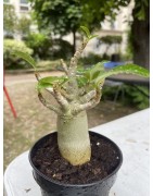 Baobab chacal (adenium arabicum) de 4 ans - AR14