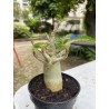 Baobab chacal (adenium arabicum) de 4 ans - AR14