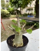 Baobab chacal (adenium arabicum) de 4 ans - AR15