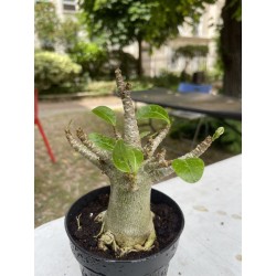 Baobab chacal (adenium arabicum) de 4 ans - AR15
