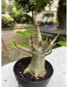 Baobab chacal (adenium arabicum) de 4 ans - AR15