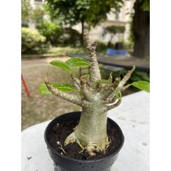 Baobab chacal (adenium arabicum) de 4 ans - AR15