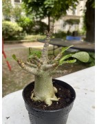 Baobab chacal (adenium arabicum) de 4 ans - AR15