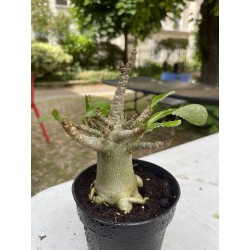 Baobab chacal (adenium arabicum) de 4 ans - AR15